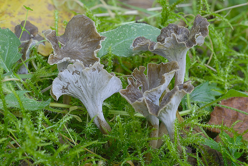 Pseudocraterellus undulatus